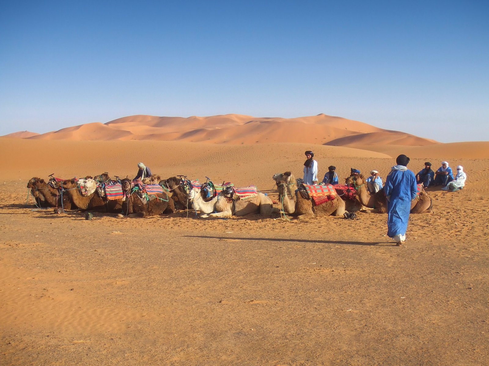 Camello en el desierto del Sahara