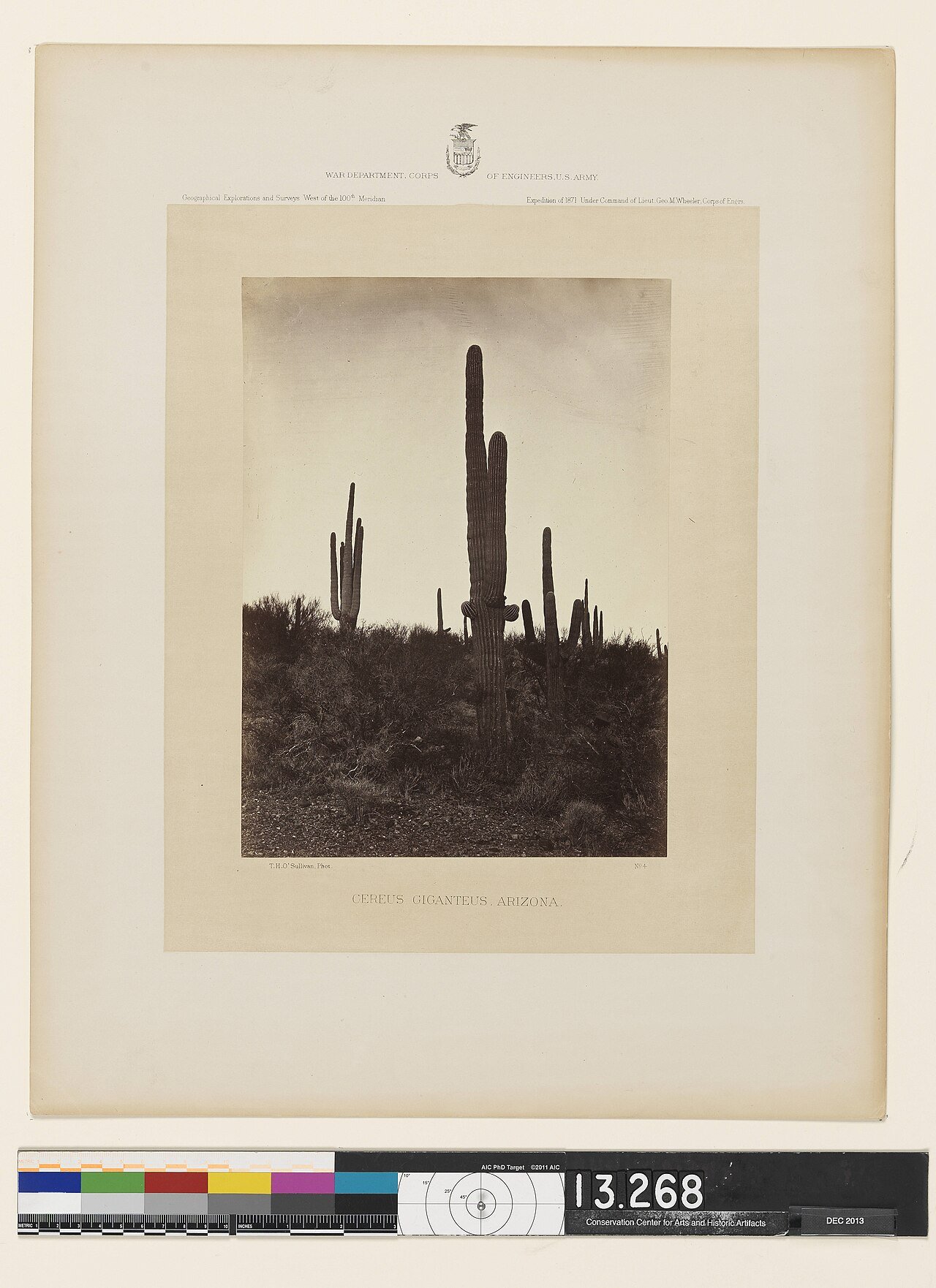 Carnegiea gigantea, el cactus saguaro del desierto de Sonora