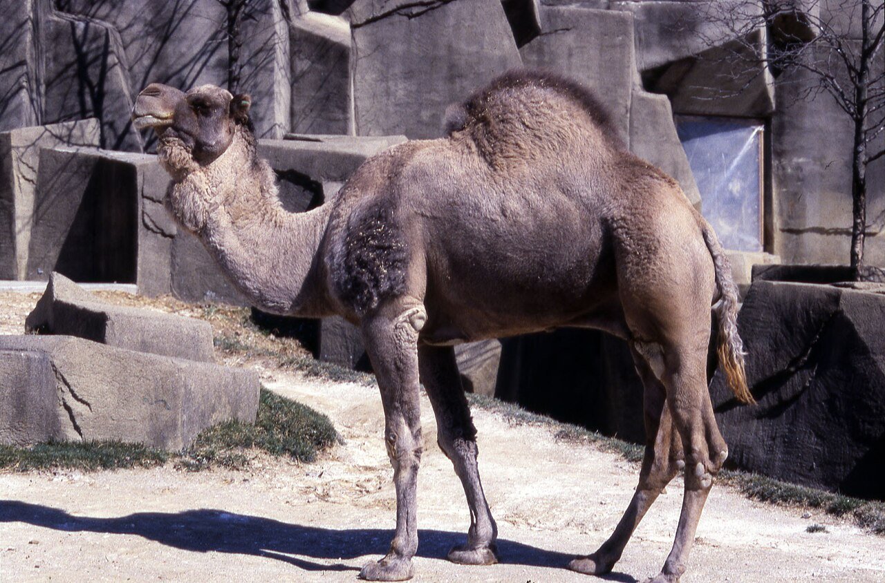 Dromedario de una joroba en el desierto del Sahara