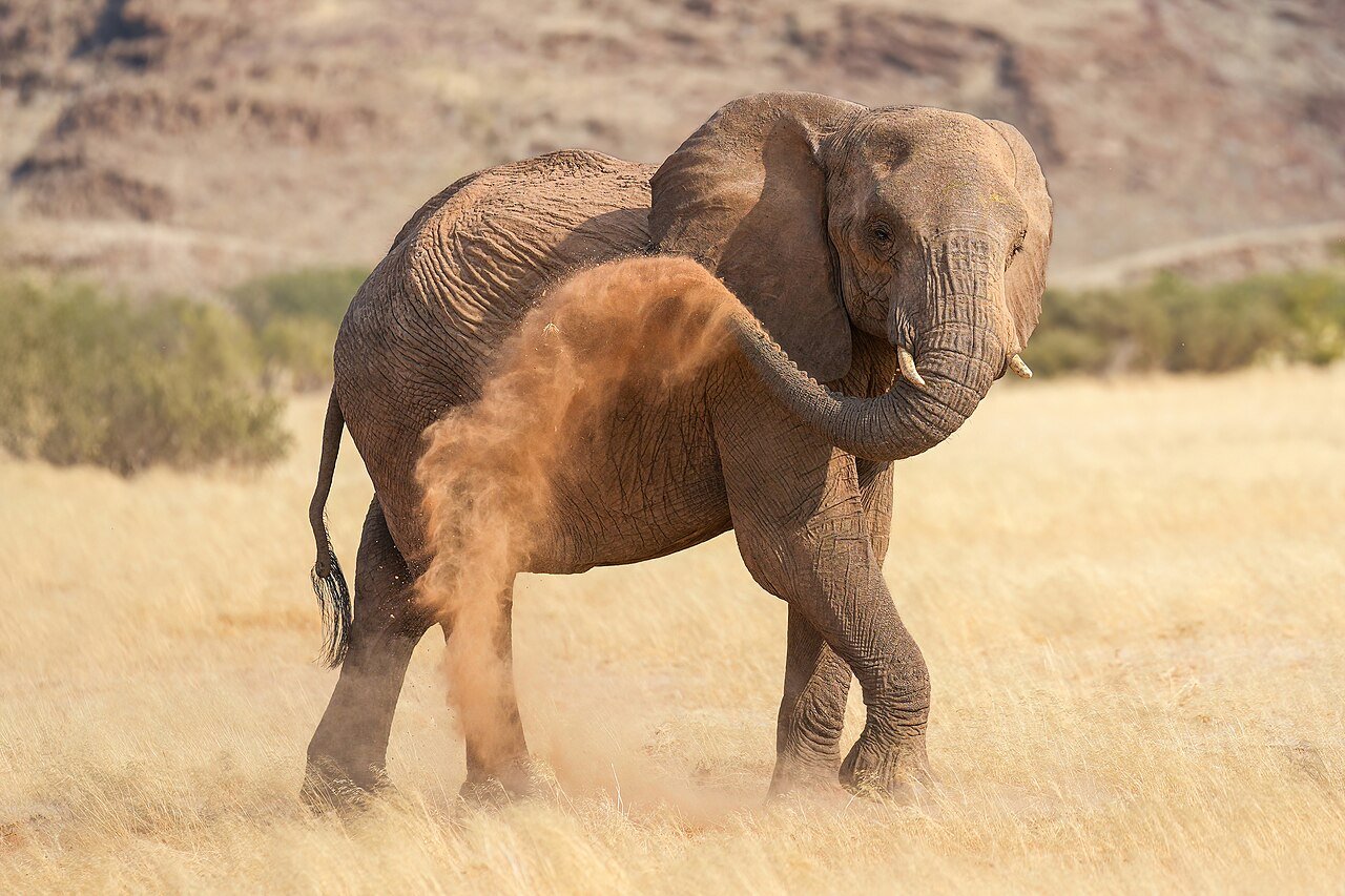 Elefante africano en un lecho de río seco en el desierto de Namibia