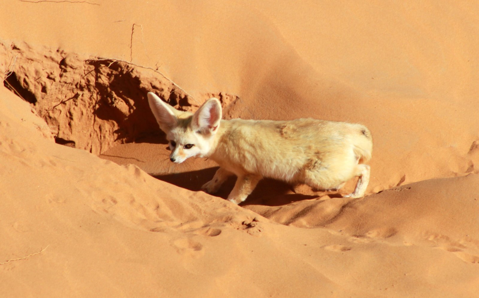 Zorro fennec con sus características orejas grandes