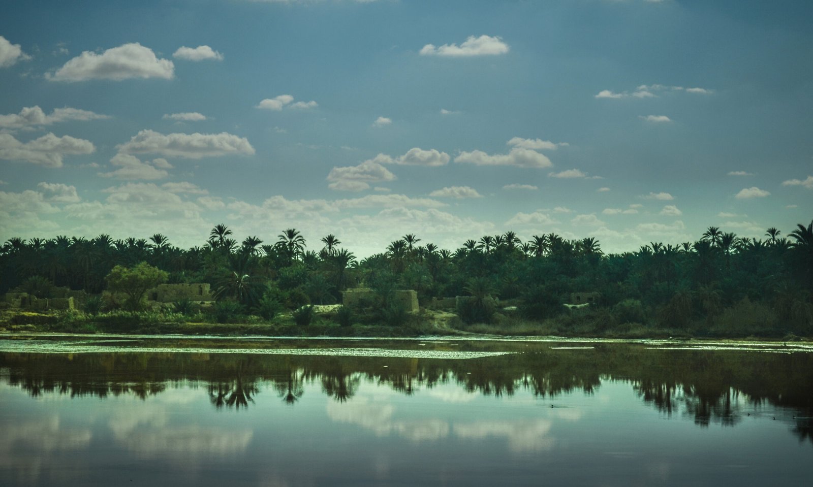 Oasis en el desierto con palmeras