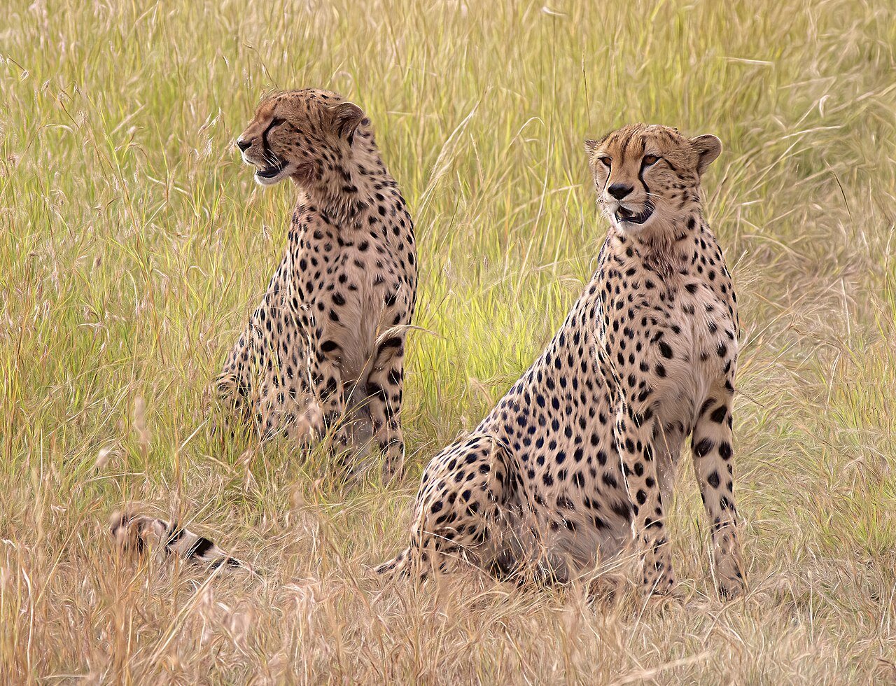 Safari en África: elefantes y leones en la sabana africana