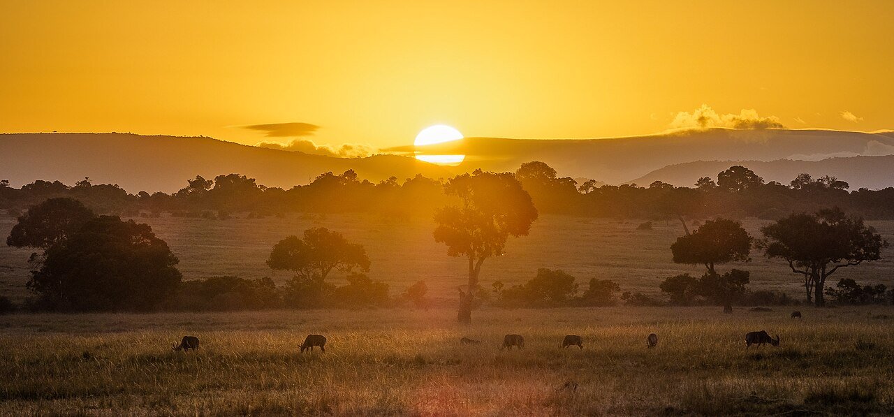 Safari en Masai Mara, Kenia: leones en la sabana