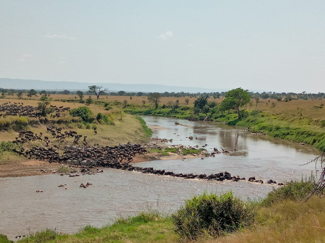 Safari en el Serengeti, Tanzania: manada de ñus en la migración