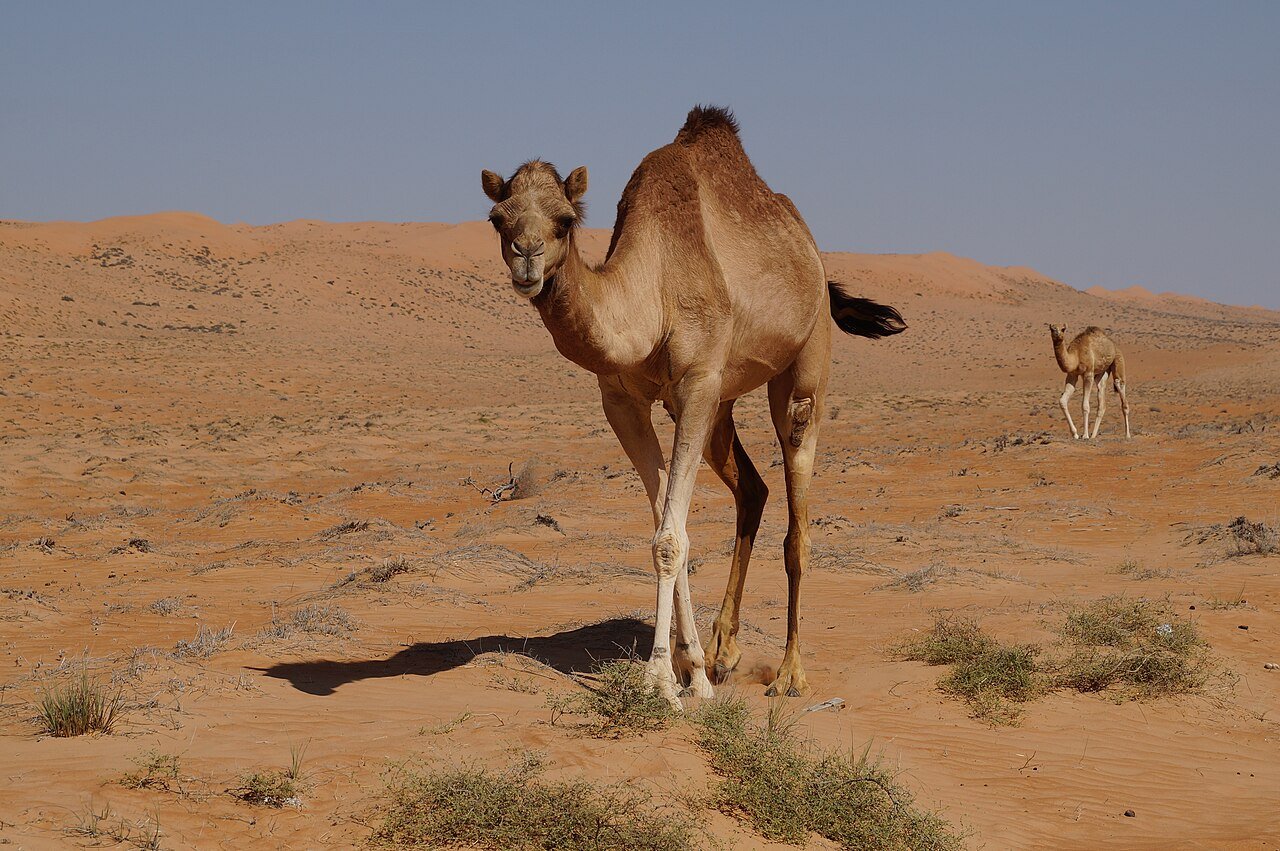 Wahiba Sands, el gran desierto de dunas de Omán