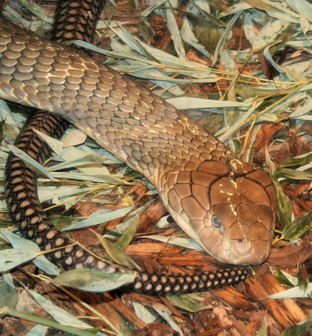 Cobra real (Ophiophagus hannah) con la capucha desplegada en postura defensiva