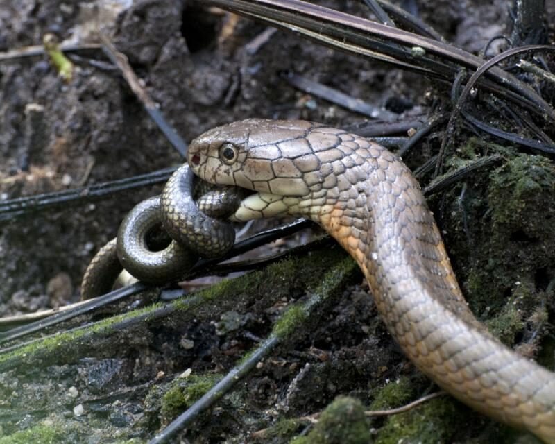 Cobra real devorando una serpiente rata — comportamiento que explica su nombre científico Ophiophagus: comedora de serpientes