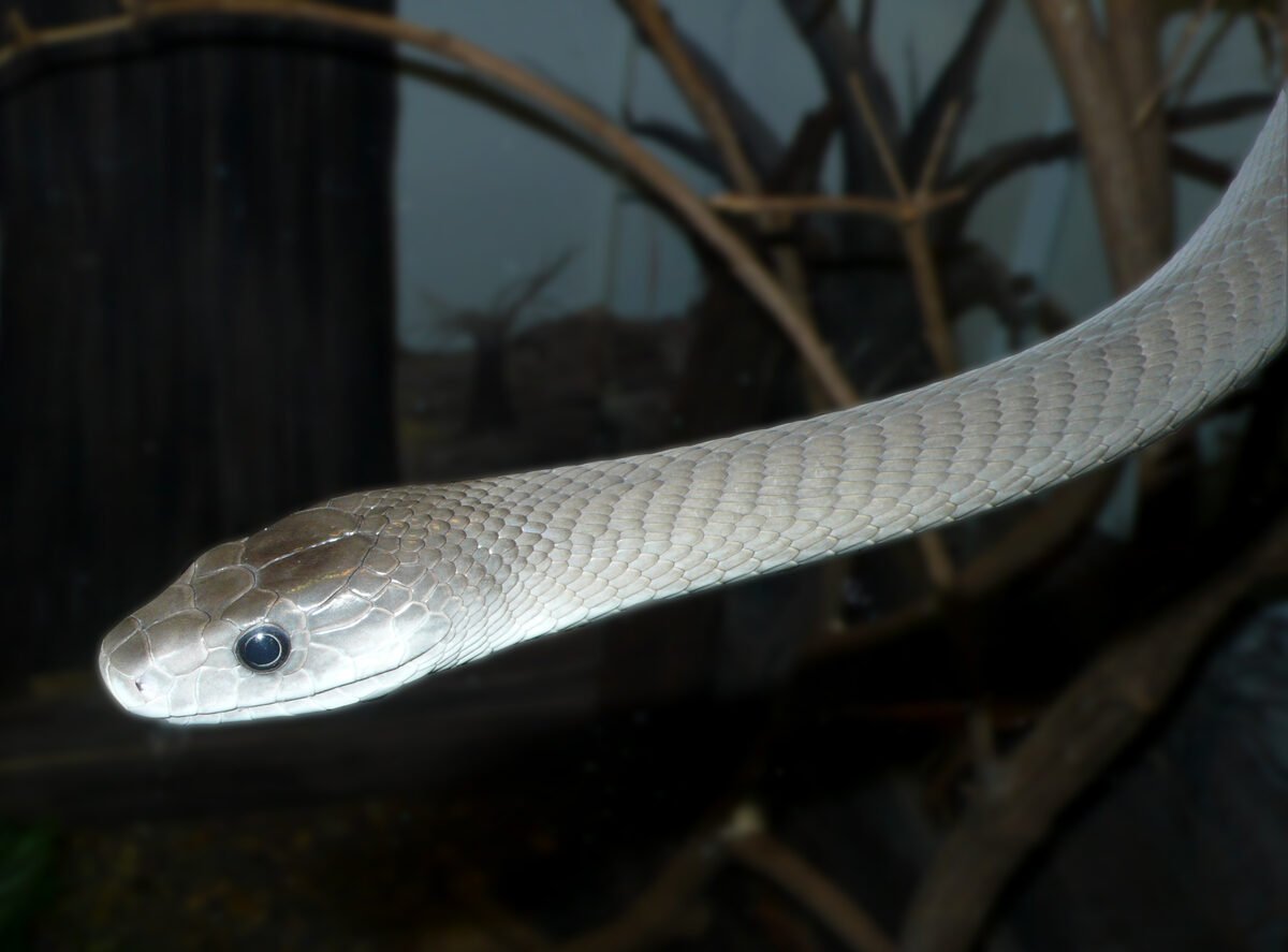 Interior negro de la boca de una mamba negra en postura defensiva — así se ganó su nombre