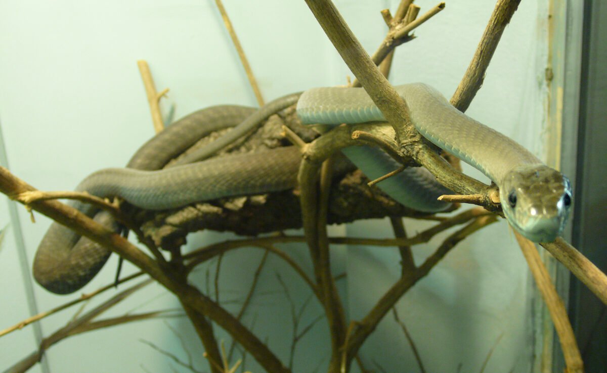 Mamba negra adulta en postura de descanso sobre roca en sabana africana