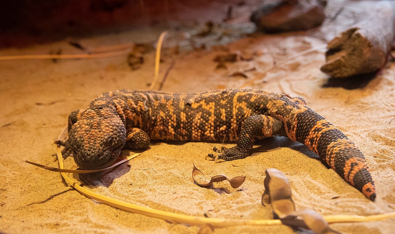 Monstruo de Gila (Heloderma suspectum), el único lagarto venenoso de Norteamérica