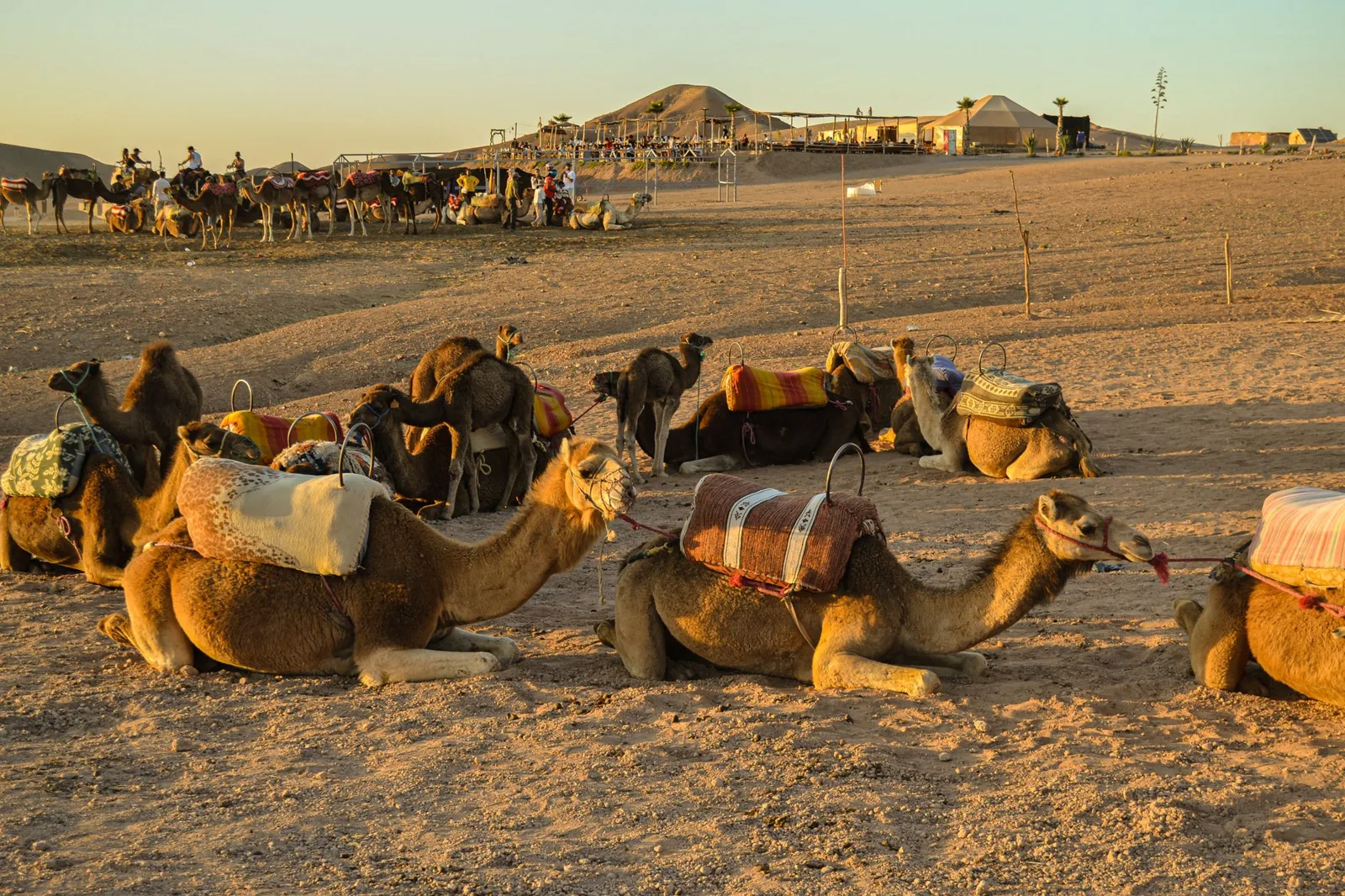 Dromedarios con sillas descansando en un campamento del desierto de Agafay