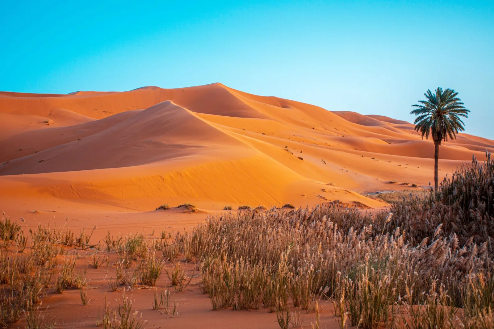 Dunas del Erg Chebbi con una palmera en primer plano