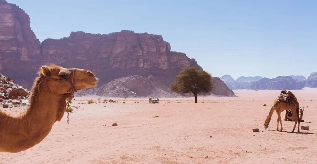 Dos dromedarios con un macizo de arenisca y un árbol al fondo en Wadi Rum
